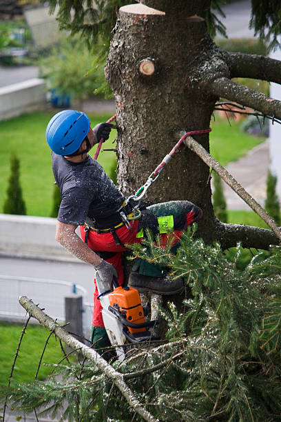 Best Lawn Maintenance Plans  in Monona, WI